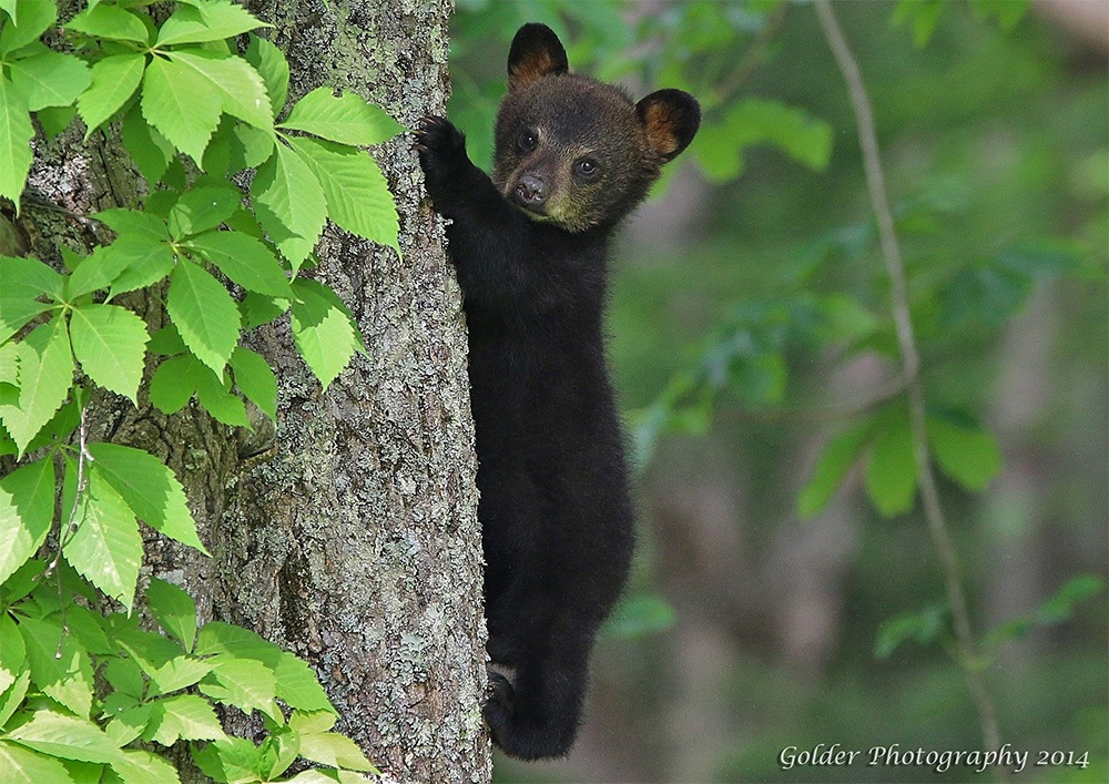 Friends of the Smokies