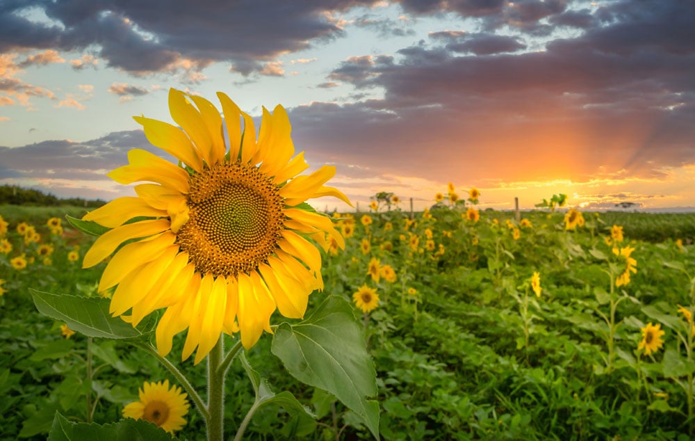 A summer sunset over a field of sunflowers