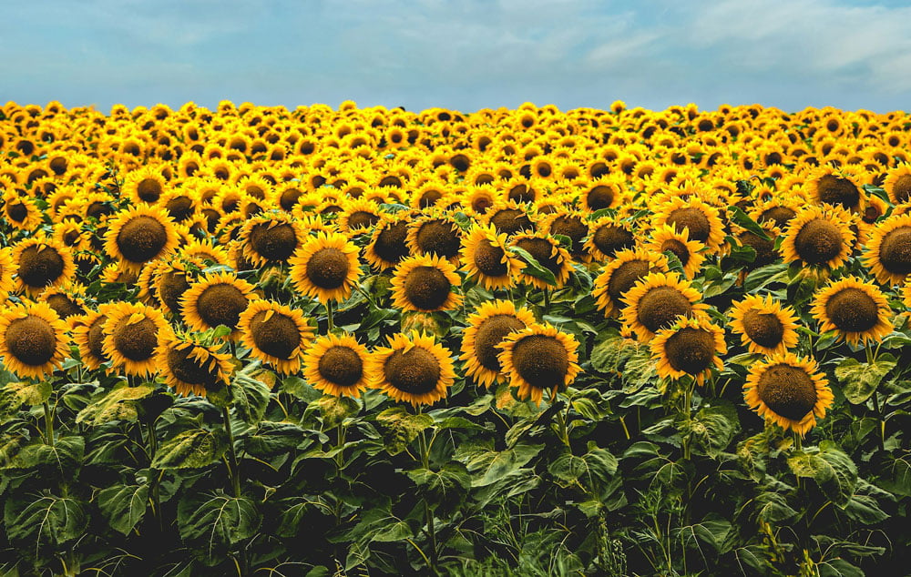 A field filled with sunflowers