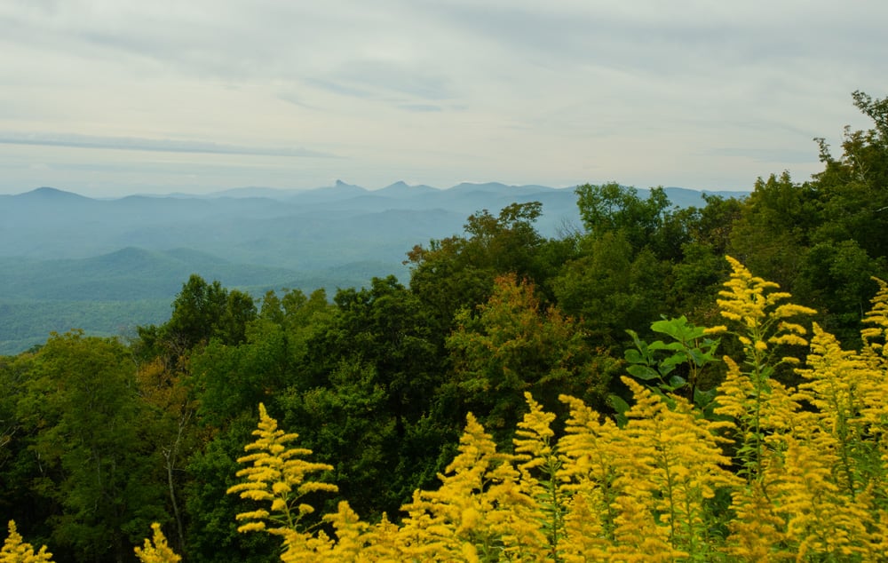 View of Hawksbill and Table Rock with Goldenrod in the foreground. Taken from the Blue Ridge Parkway.