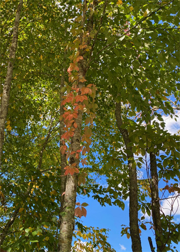 Virginia Creeper