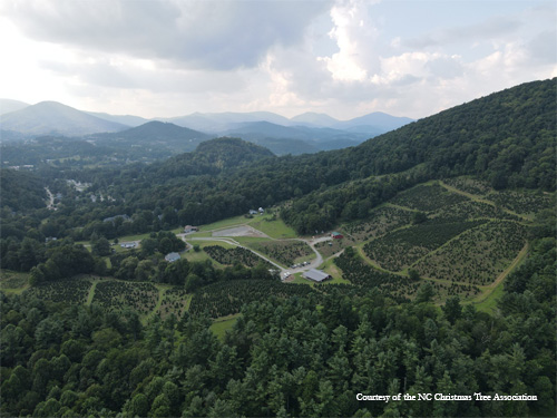 An aerial view of a choose and cut farm