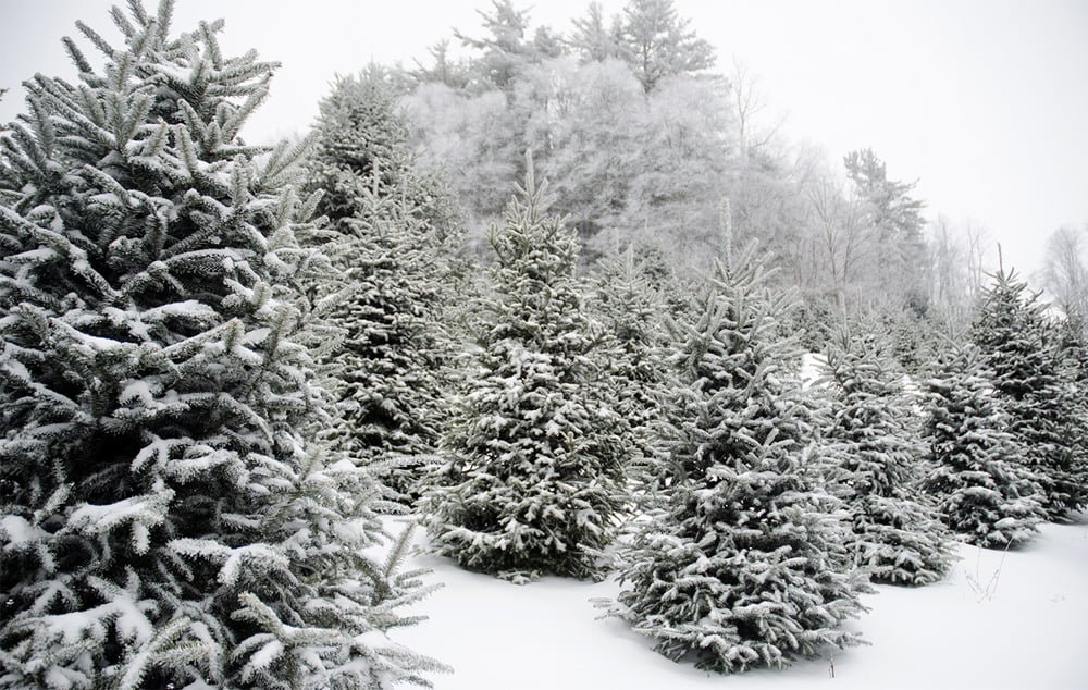 Christmas trees covered in snow